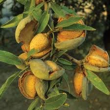 Органични масла NHR Биологичното кайсия масло (Prunus armeniaca) (10 литра (26,00 £ / литър))